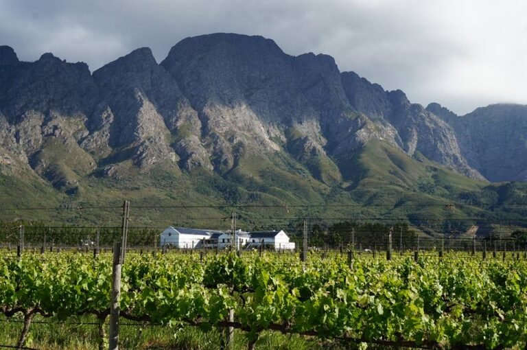 Tour & Tasting at Holden Manz Vineyard