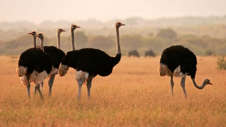 Granja de avestruces & Fábrica de Sidra Artesanal – Sudáfrica