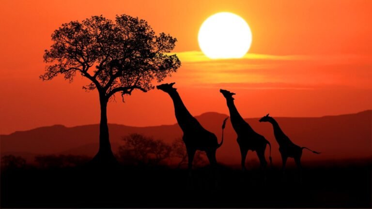 Kruger National Park safari – South Africa