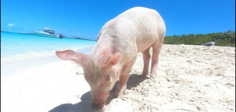 Vuelo privado a Exuma, Bahamas