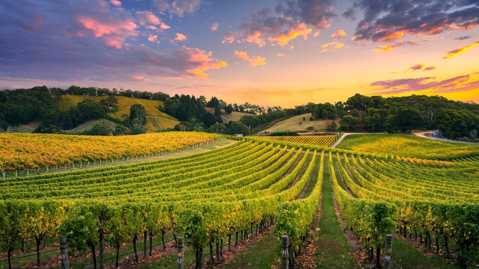 What’s the difference between organic, biodynamic and natural wines?