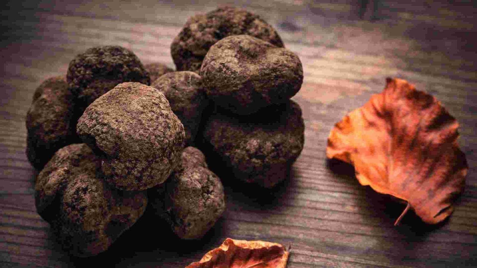 Trufas: experiencia de búsqueda & menú degustación